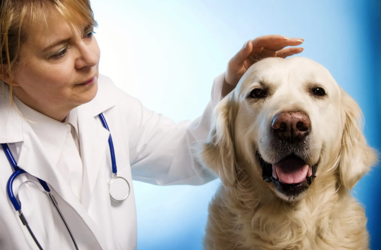 How Do Dogs Get Heartworms