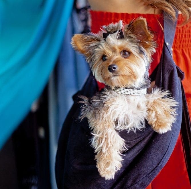 Dog sling