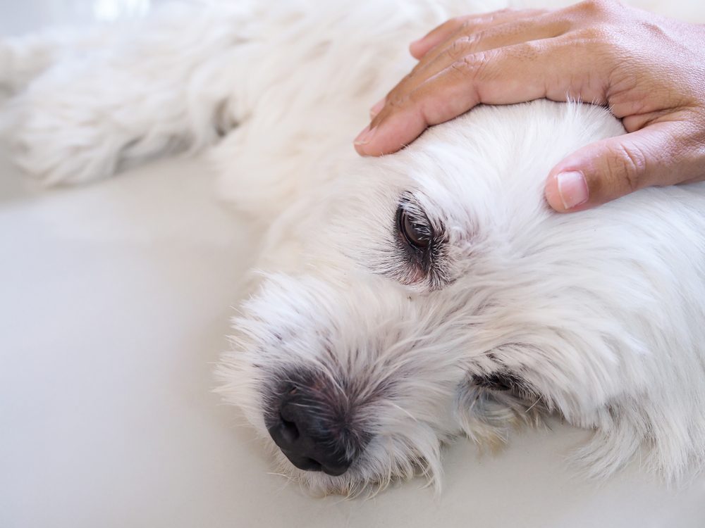 Do Dogs Get Headaches