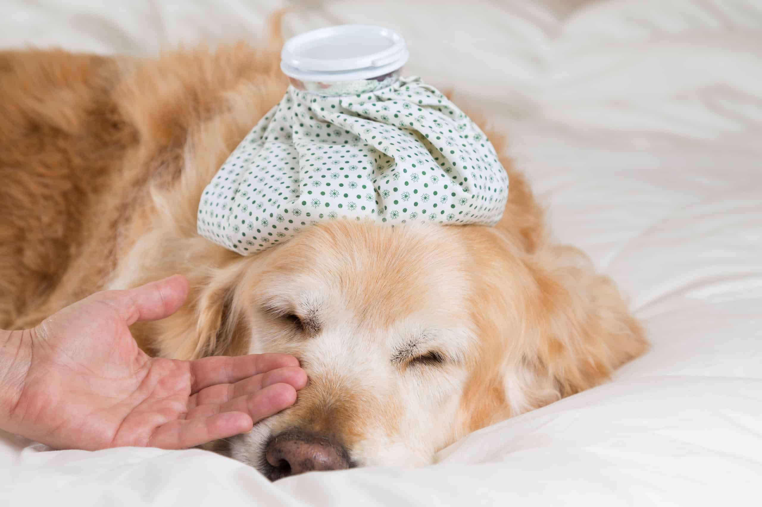 Do Dogs Get Headaches