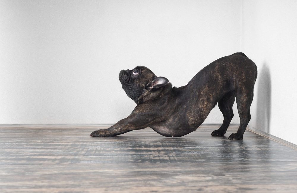 Dog Trotter USA