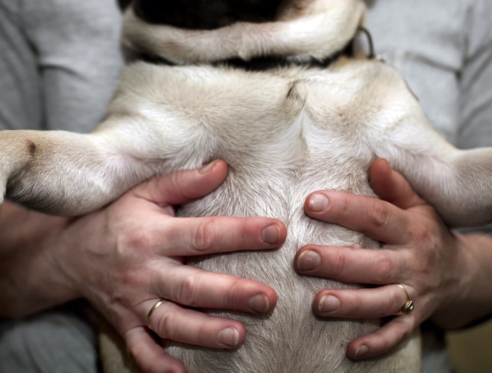 Dogs Stomach Gurgling