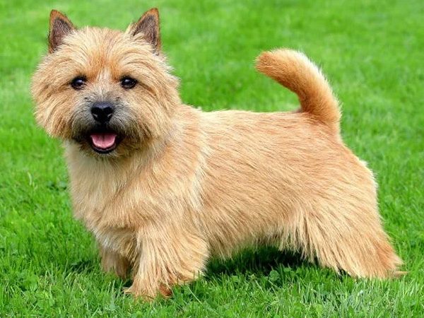 small-breed