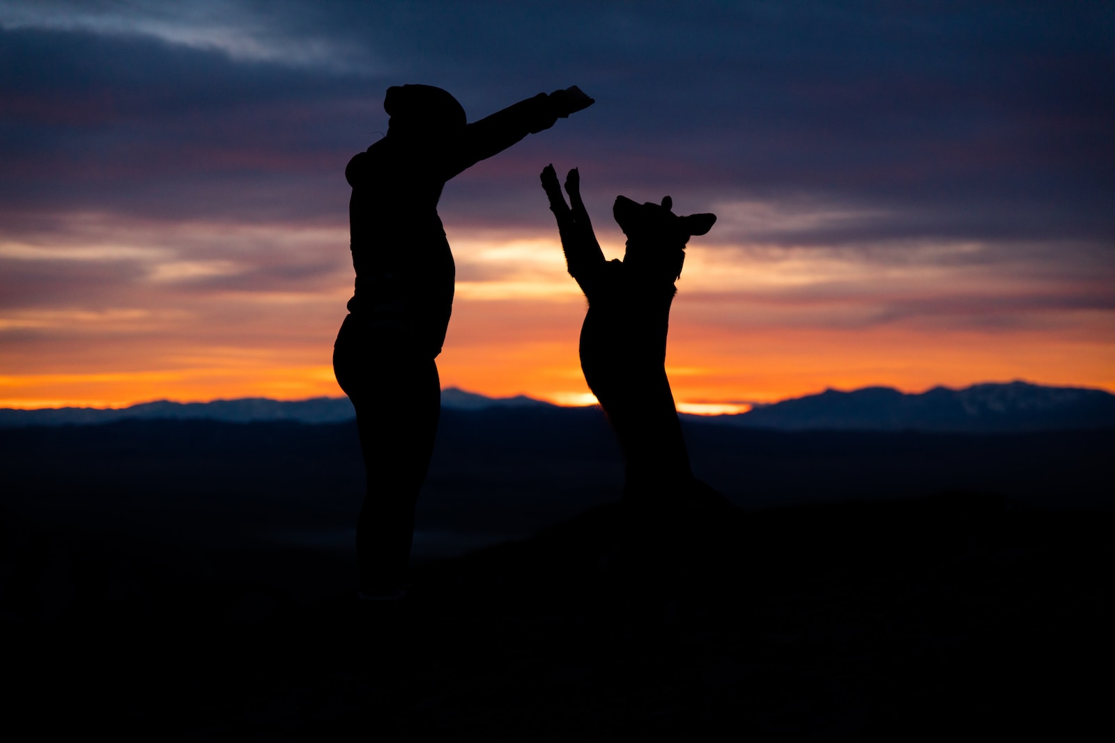 SPCA of Texas man and dog playing during golden hour