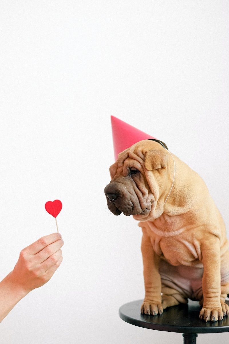 SPCA of the Triad: Cute Puppy Wearing a Party Hat