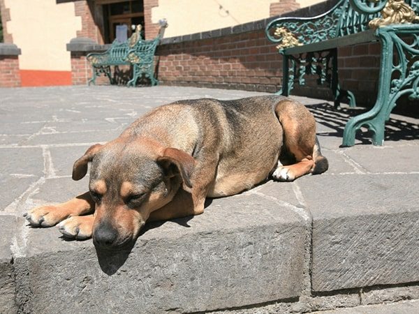 stray dog