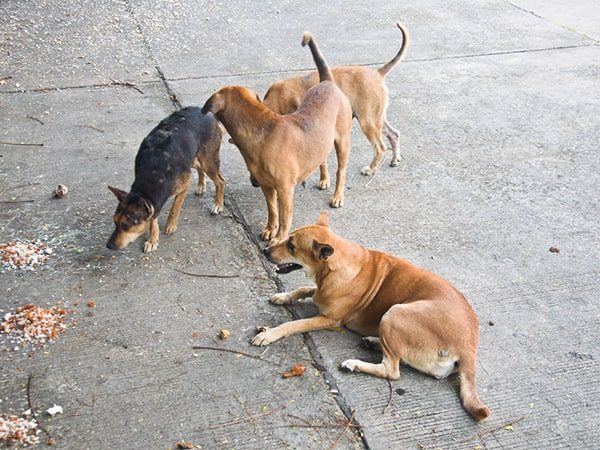 stray dog pack
