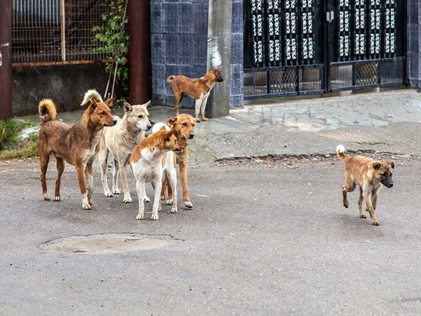 stray group