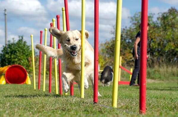 Dog Needs Exercise Buddies