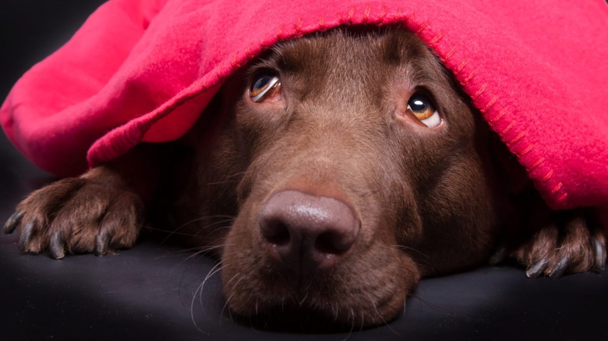 Thunder Shirts for Dogs