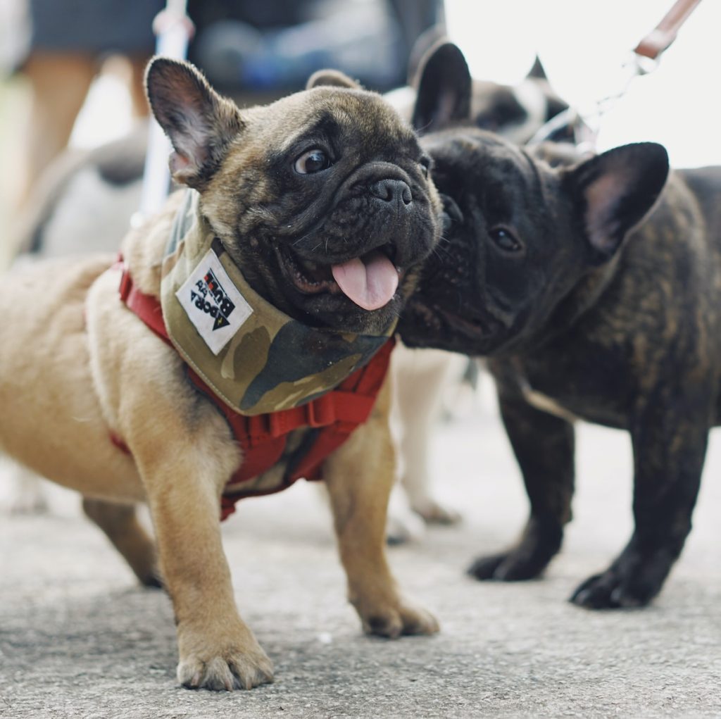 two dogs fawn pugs on ground