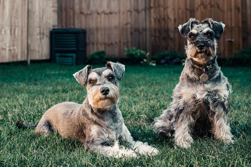two dogs two long-coated gray dogs sitting in grass