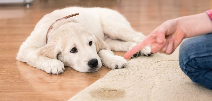 dog pee