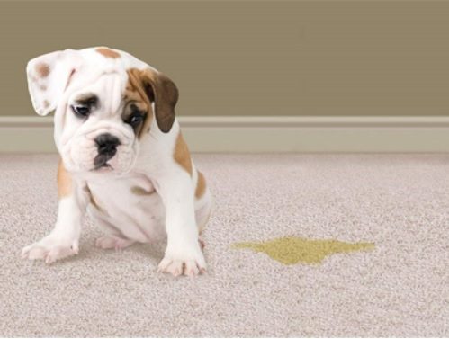 Dog pee
