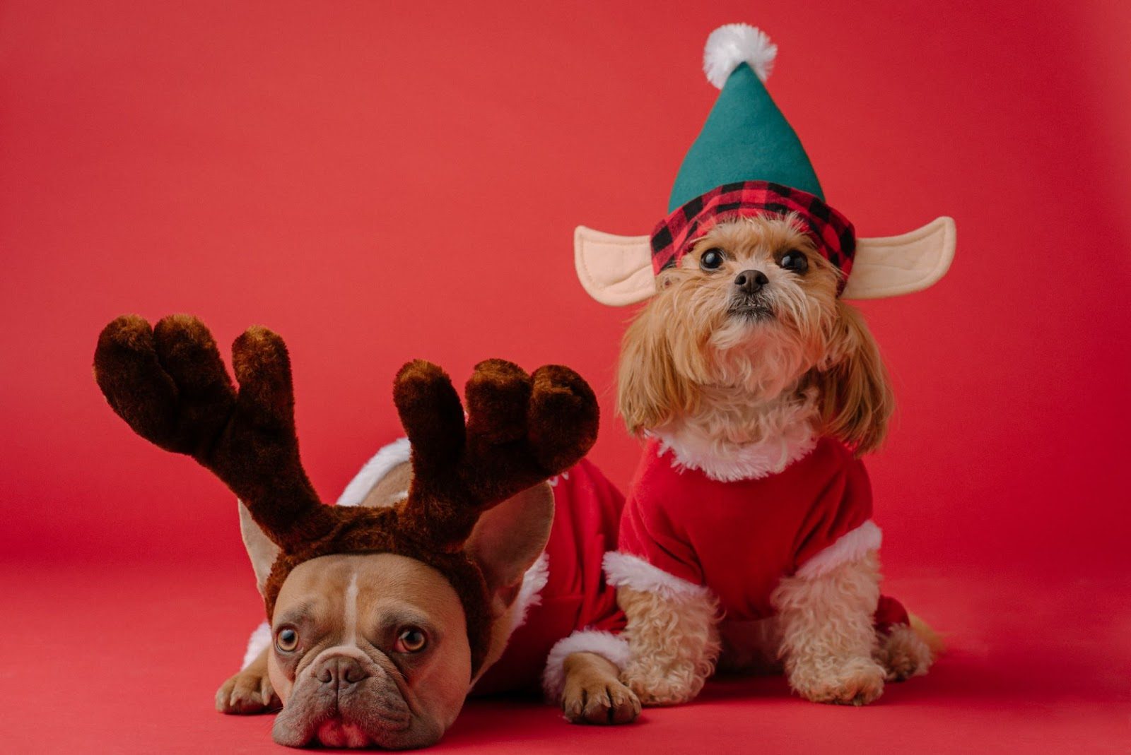 Dog Christmas sweaters