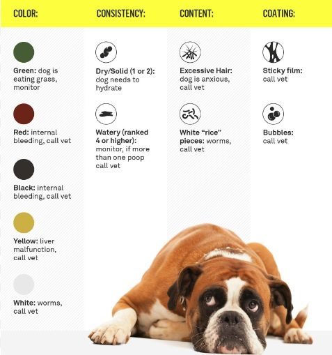 unhealthy dog poop