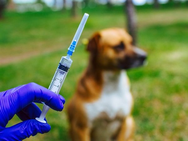 vaccination