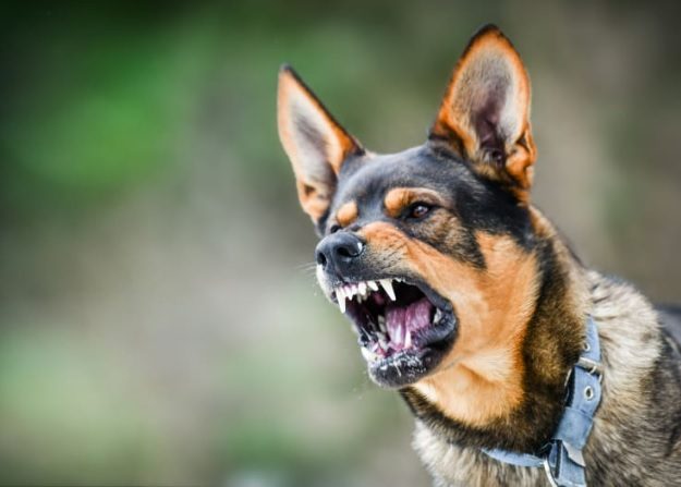 Do Dogs Need Rabies Shots