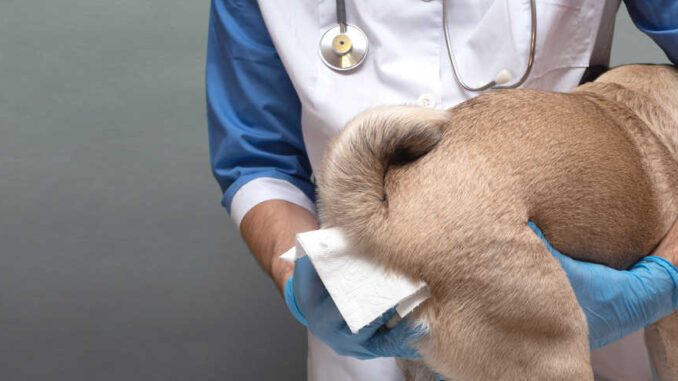 Can Dogs Get Hemorrhoids