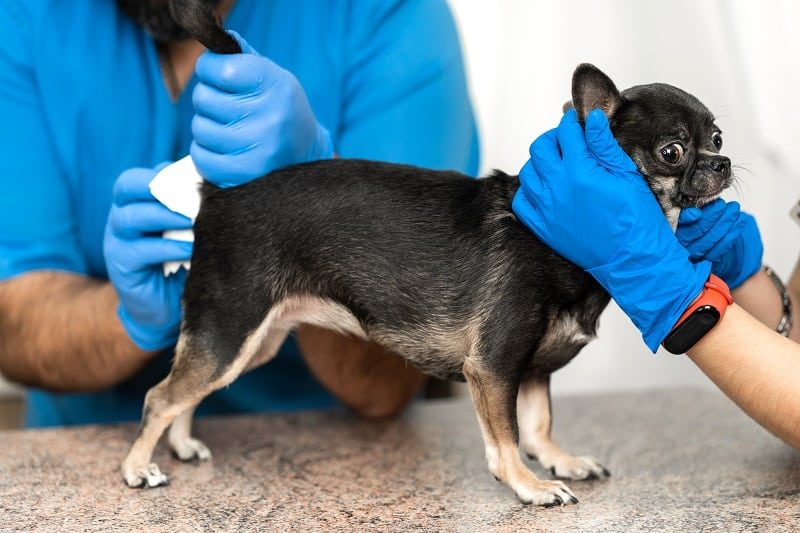 Can Dogs Get Hemorrhoids