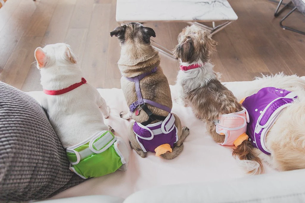 dog diapers