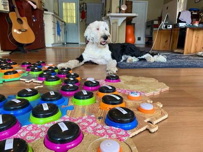 Dog Buttons