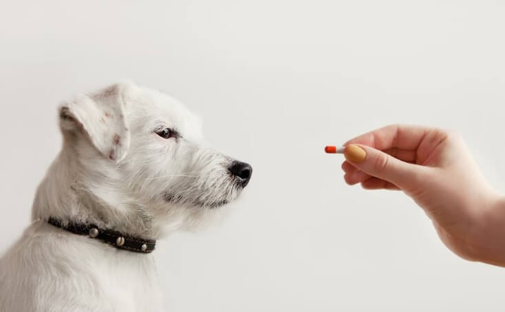 What is Giardia in Dogs