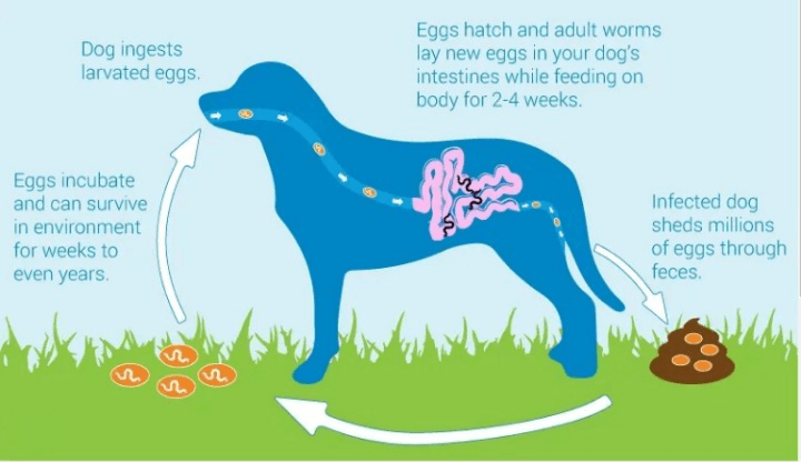 What is Giardia in Dogs
