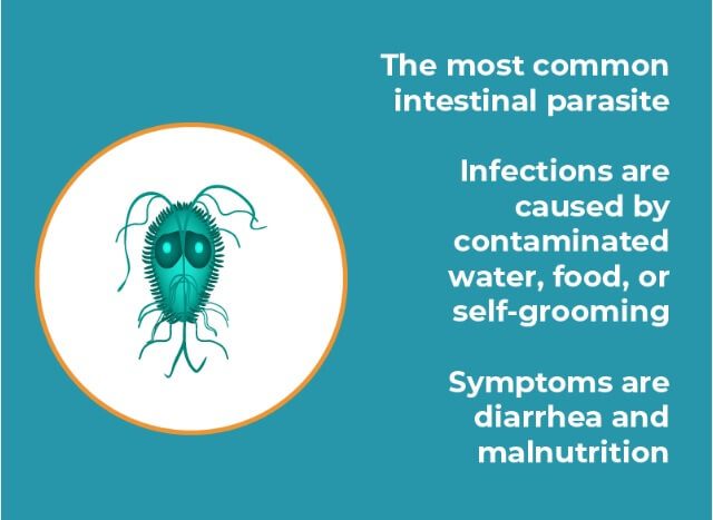 What is Giardia in Dogs