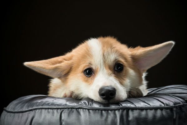 Why Do Dogs Whine
