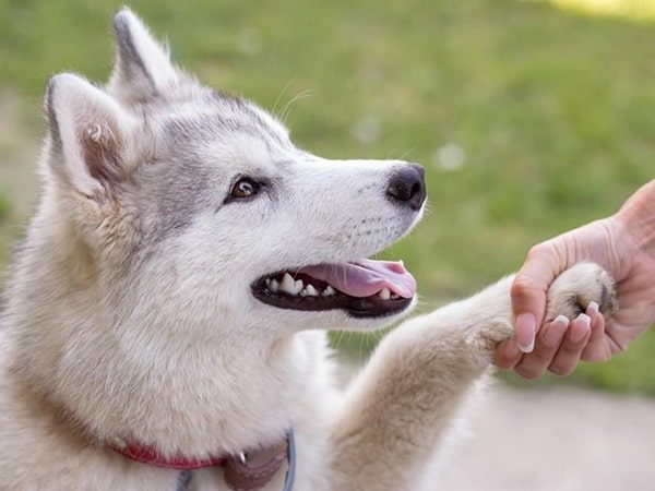 white dog