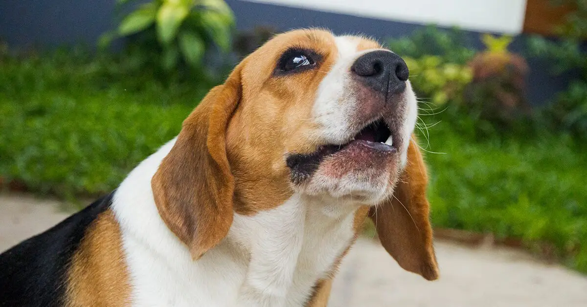 Why Do Dogs Whine