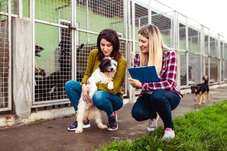 Brampton Animal Shelter