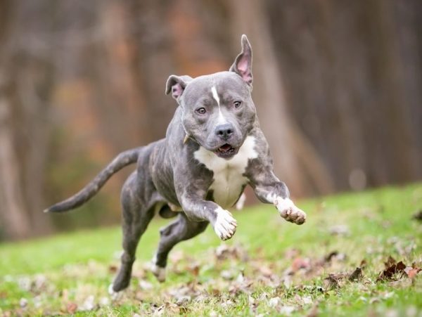 zoomies