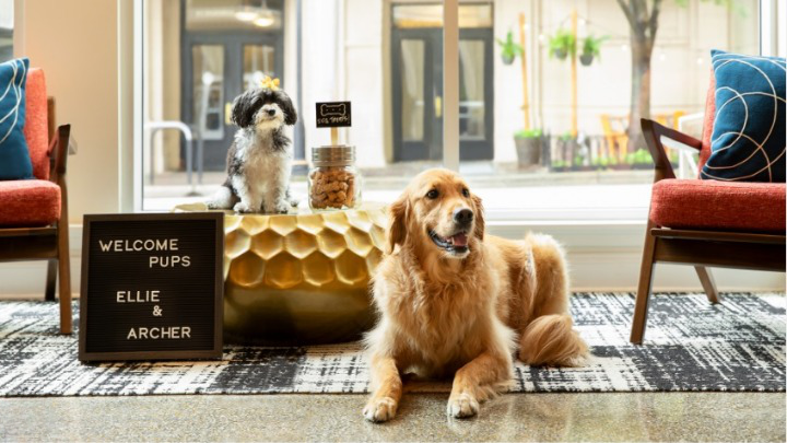 Dog Friendly Hotels