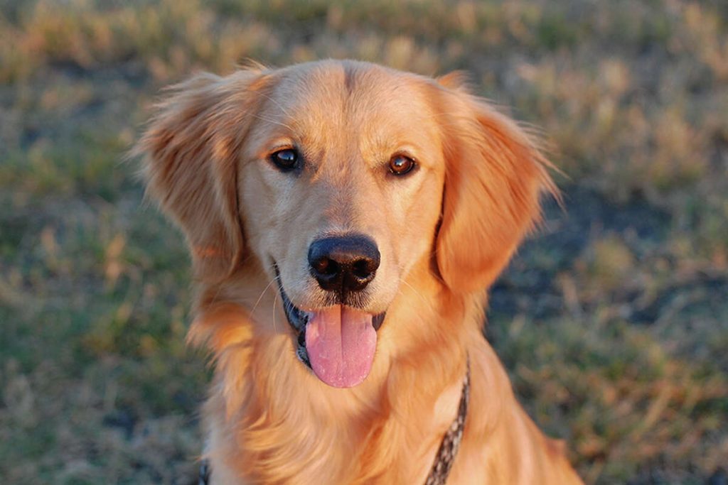 Female Golden Retrievers