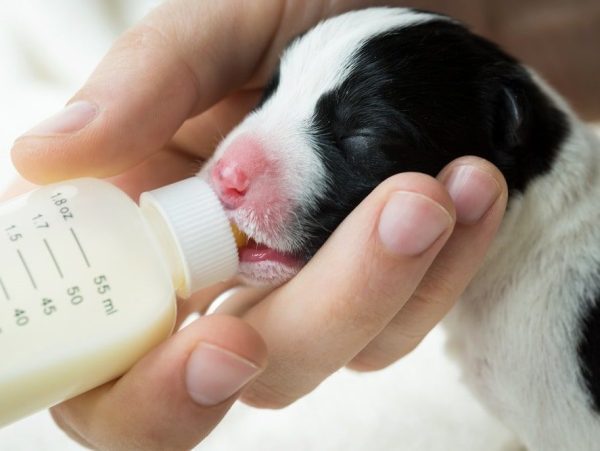feeding milk