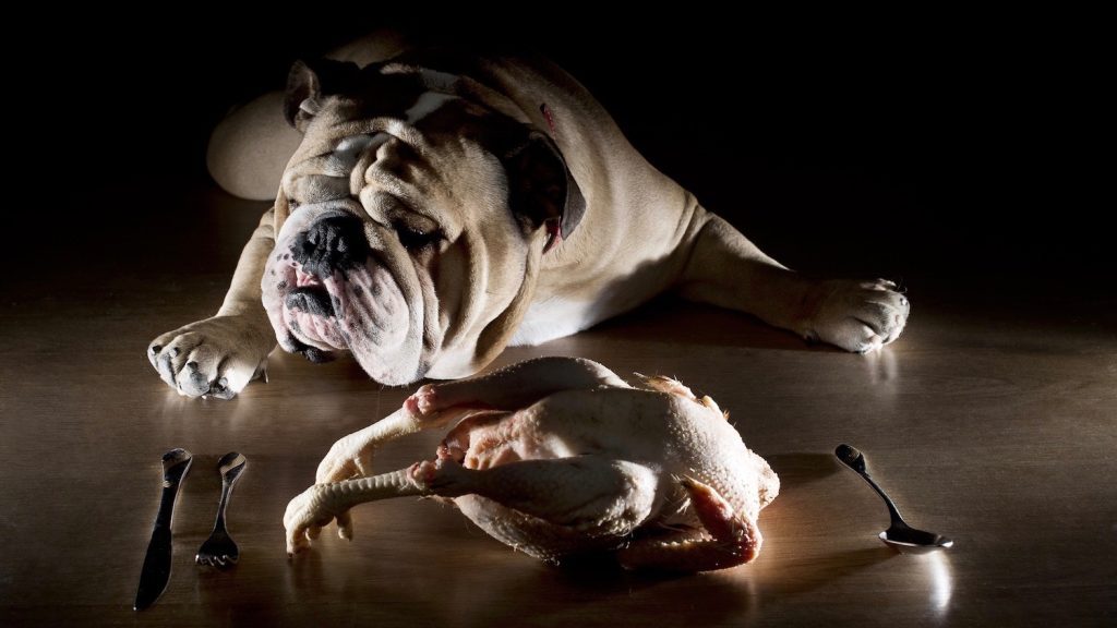 Dog Raw Diet