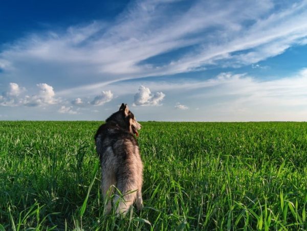 dogs and heaven