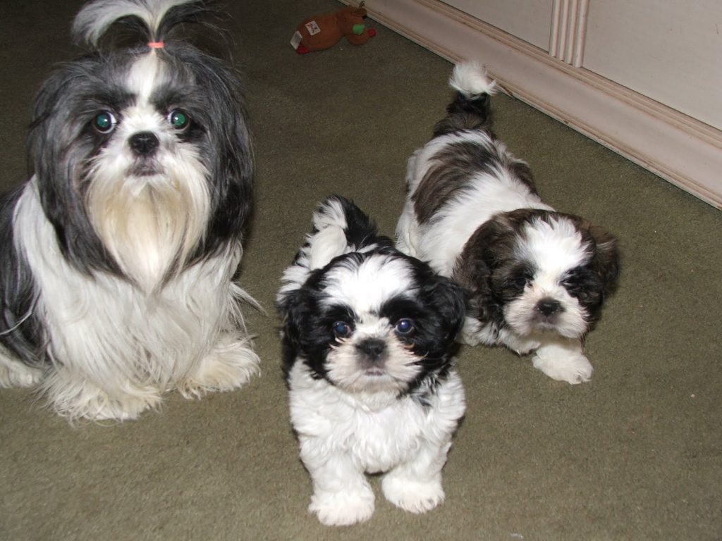 Black and White Dog Breeds