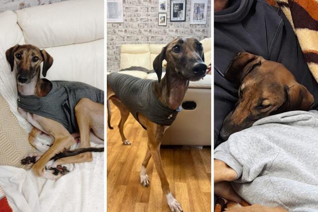 Bright Eyes Dog Rescue