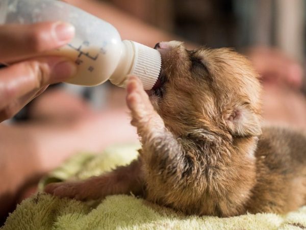 feeding puppy