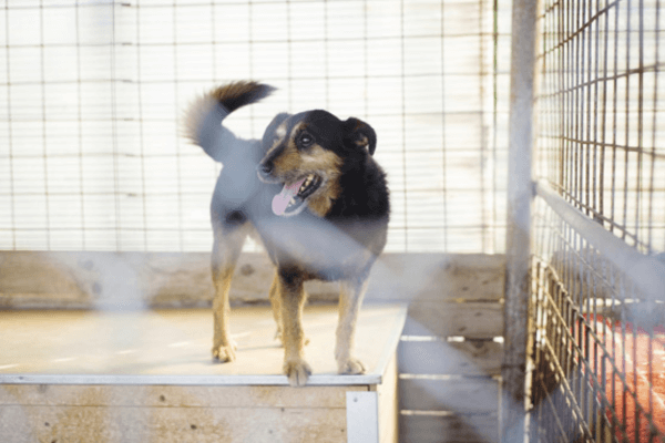 Adopt Dont Shop
