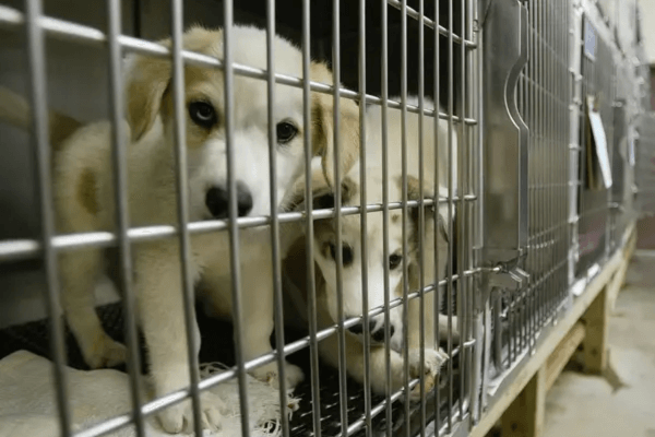 Adopt Dont Shop 