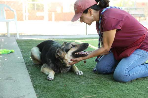 Agoura Hills Animal Shelter