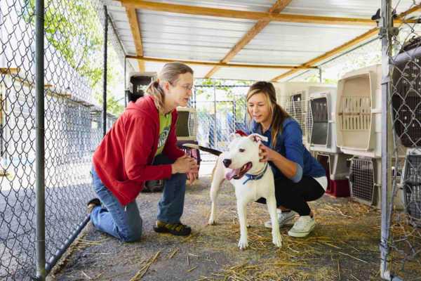 Animal Rescue Las Vegas