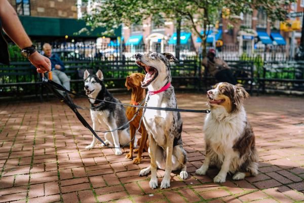 Apartments With Dog Parks