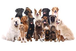 Appleton Pets - Craigslist