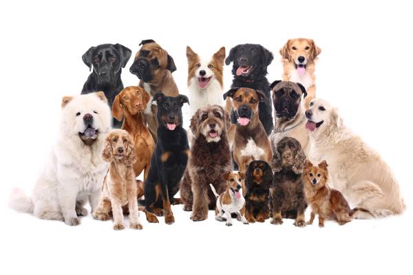 Appleton Pets - Craigslist