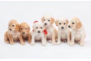 Appleton Pets section on Craigslist